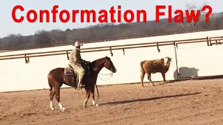 Horse conformation flaw or not?