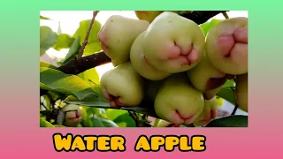 Water apple in my rooftop's tree || আমার ছাদের গাছের জামরুল ফল || cooking lover liza ❤️