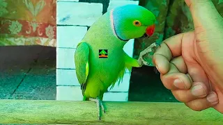 Cute Green Ringneck Parrot Talking Like Human