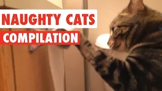 Naughty Cats Video Compilation 2016