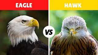 Bald Eagle Vs Hawk Fight Comparison in Detail || Who Would Win? || Hawk Vs Eagle
