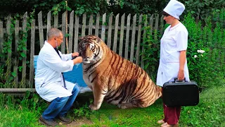 Тигрица с отвисшим пузом приползла в село прямо к докторам, надеясь на спасение её семейства