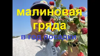 Малиновая Гряда в год посадки.