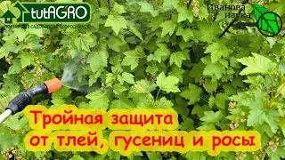 ТЛЯ БОИТСЯ ЭТОГО СРЕДСТВА КАК ОГНЯ. Безопасно для пчел, но губит всех вредителей и мучнистую росу.