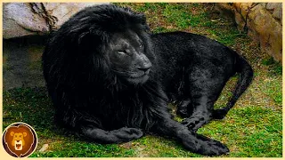 Die 10 seltensten Löwen der Welt
