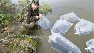 Зарыбление дикого пруда в Подмосковье