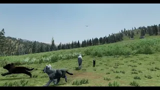 WolfQuest AE: Research Plane Fly-By & Pup Chase