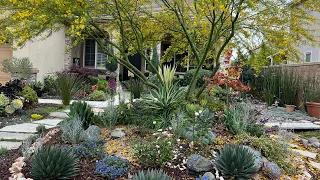 Diary of a Drought Tolerant Garden California zone 9-10