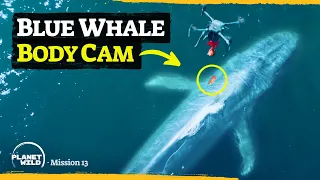 We're dropping a $17,000 camera on a blue whale