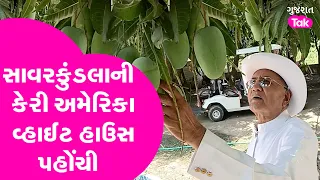 Mango Farming In Gujarat | Savarkundala ની કેરી અમેરીકામાં વેંચાણી | #mangofarming #mangobusiness