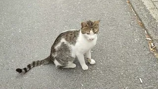 Lovely street cats 🤍