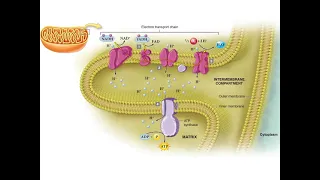 Electron Transport Chain | Mcgraw Hill | Biology Animation Video