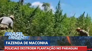 Fazenda de Maconha do PCC é destruída no Paraguai | Brasil Urgente