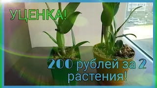 32. ДВА РАСТЕНИЯ ВСЕГО ЗА 200 РУБЛЕЙ!//УДАЧНАЯ УЦЕНКА//Пересадка дендрофаленопсиса