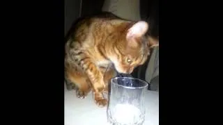 Bengal Cat Drinks Milk In An Weird Way!