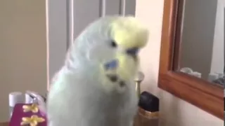 Joey, the smartest talking Budgie EVER!