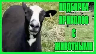 Приколы с Животными #12 😸 Ты Меня Снимаешь? 😸 Подборка