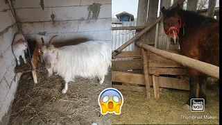 La animale dimineață ●VIDEO NOU ●