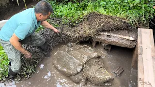 把30斤的鳄龟和鱼混养在一起，一年后放干水一看，结果真是惊喜