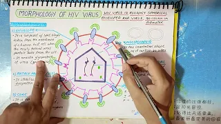 HIV Virus  | Introduction, Morphology, Genes, Modes of transmission |