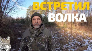 Встреча с волком в лесу. Удивительные истории про волков на хуторе