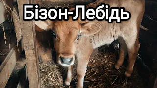 ЯК Я ГОДУЮ СВОЇХ ТЕЛЯТ ДО 1 МІСЯЦЯ/ТЕЛЯТИНА НЕ ВИГІДНА😏