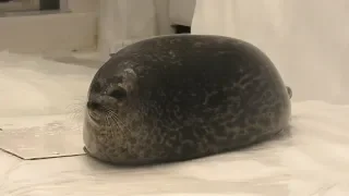 Ringed Seal (Osaka Aquarium KAIYUKAN, Osaka, Japan) November 20, 2019