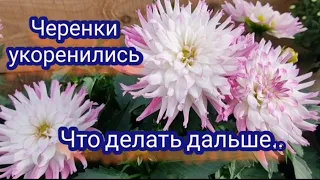 Вегетативные георгины. Черенки укоренились, что делать дальше.