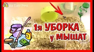 УБОРКА КЛЕТКИ Контейнера ЯПОНСКИХ танцующих МЫШЕК LOL / 1й раз ПОСЛЕ РОДОВ мышек ЛОЛ / Алиса Изи