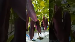 Growing eggplants use sacks #shorts #farming