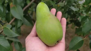 🍐 Осенняя груша Талгарская красавица. 06.09.2023