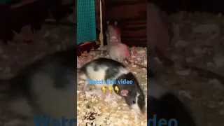 Rats 🐀 mating