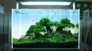 Aquascaping Tutorial, Step by Step 60cm Bonsai Tree Planted Aquarium