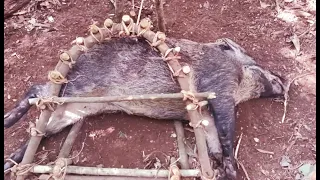 wow catch very big wild boar by amazing trap in forest