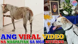 Ang Viral Video Nagpaiyak sa mga Netizens, Buboy Ang Hachiko ng Pilipinas, Amazing Story