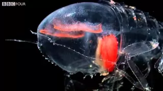 Deep Sea Creatures - Nature's Microworlds - Episode 11 Preview - BBC Four