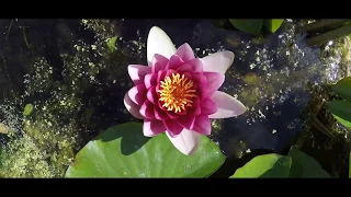 Lotus Flower/ Pond Lilly Opening - Crown Chakra Nature