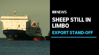 Fate of 16,000 sheep and cattle aboard export ship still unknown | ABC News