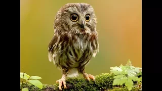 Сова - Смешные и милые Совы. Приколы. Сборник  Owl - Funny and cute Owls. Jokes. Collection