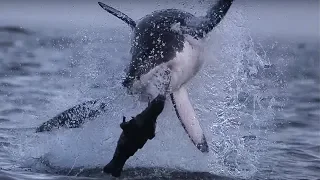 Giant Great White Shark ATTACKS! | Super Giant Animals | BBC Earth