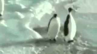 Lustig #17 Pinguine