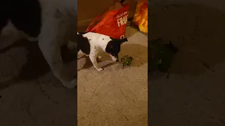 Jack Russell and Senegal parrot good friends