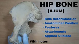 Hip Bone Anatomy || ILIUM || Side determination | Anatomical position | Attachments | Applied