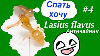 Lasius flavus Античайник #4 поднятие колонии, зимовка флавусов
