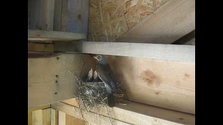 Птенцы дрозда вывели птенцов в каркасном доме