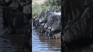 #Wildebeests and Zebras drinking in front of crocodiles filled river