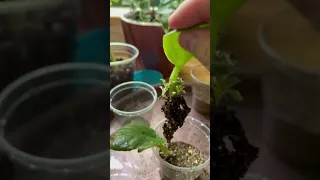 Successful African Violet Propagation