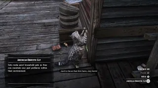 RDR2 Arthur praises a kitty