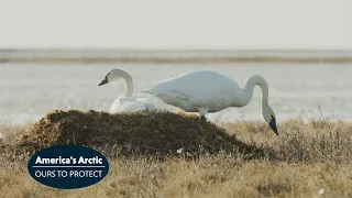 America's Arctic - Tundra Swan