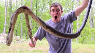 GIANT Snake Caught HUNTING CHICKENS!